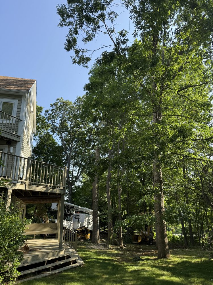 AAA Home Tree Removal Experts - tree service in Berlin, CT