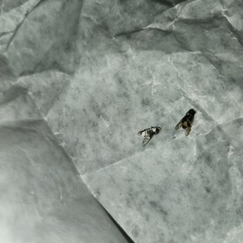 Turkey Hill - One was in the food and the other is smashed to the bag. This is unacceptable. - Gas Stations Near Me - Ottsville, Pennsylvania Turkey Hill - One was in the food and the other is smashed to the bag. This is unacceptable. - Gas Stations Near Me - Ottsville, Pennsylvania