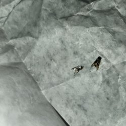 Turkey Hill - One was in the food and the other is smashed to the bag. This is unacceptable.
