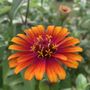 Photo of Anne-Marie’s Flower Farm