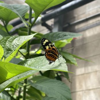 Butterfly Pavilion - Museums Near Me - Westminster, Colorado
