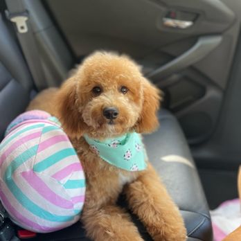 Pet Haven Grooming - Pet Groomers Near Me - Burbank, California Pet Haven Grooming - Pet Groomers Near Me - Burbank, California