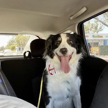 Hands To Paws - Snoopy - Pet Groomers Near Me - Reno, Nevada
