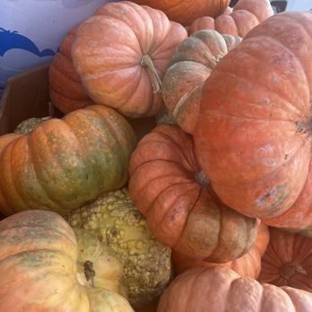 Steele Canyon Produce - Pumpkins - Fruits & Veggies Near Me - Spring Valley, California