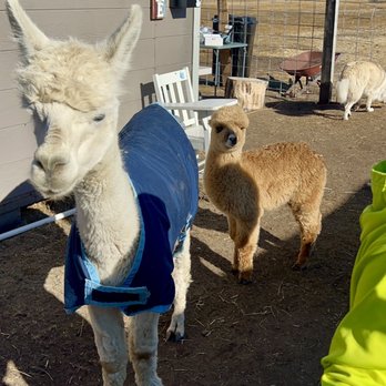 Olde LYFE Alpacas - Lou and her baby - Attraction Farms Near Me - Carson City, Nevada