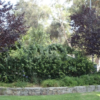 Montecillo De Leo Politi - the tree/bushes that separate the picnic area and the lawn area - Parks Near Me - Los Angeles, California