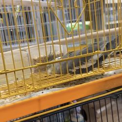 Dog House & Bird House