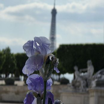 Jardin des Tuileries - Parks Near Me - Paris, 75 Jardin des Tuileries - Parks Near Me - Paris, 75