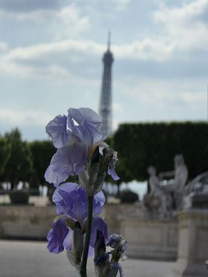 Tuileries Garden by null
