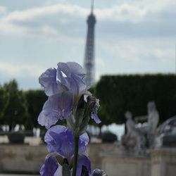 Jardin des Tuileries