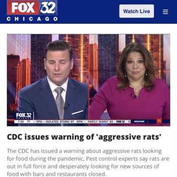 Crow Pest Control - Crow pest control interviewing with FOX news regarding increased RAT activity in Chicago - Pest Control Near Me - Chicago, Illinois Crow Pest Control - Crow pest control interviewing with FOX news regarding increased RAT activity in Chicago - Pest Control Near Me - Chicago, Illinois