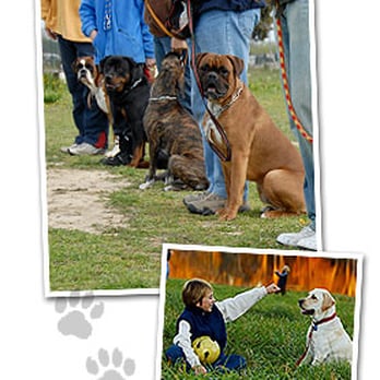 Ron Hutchison Dog Training - Pet Training Near Me Ron Hutchison Dog Training - Pet Training Near Me
