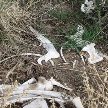 Flaming Gorge National Recreation Area - animal bones - Parks Near Me - Manila, Utah