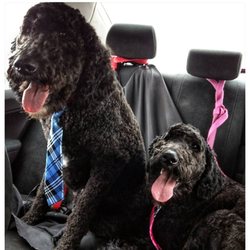 dog grooming fort wayne