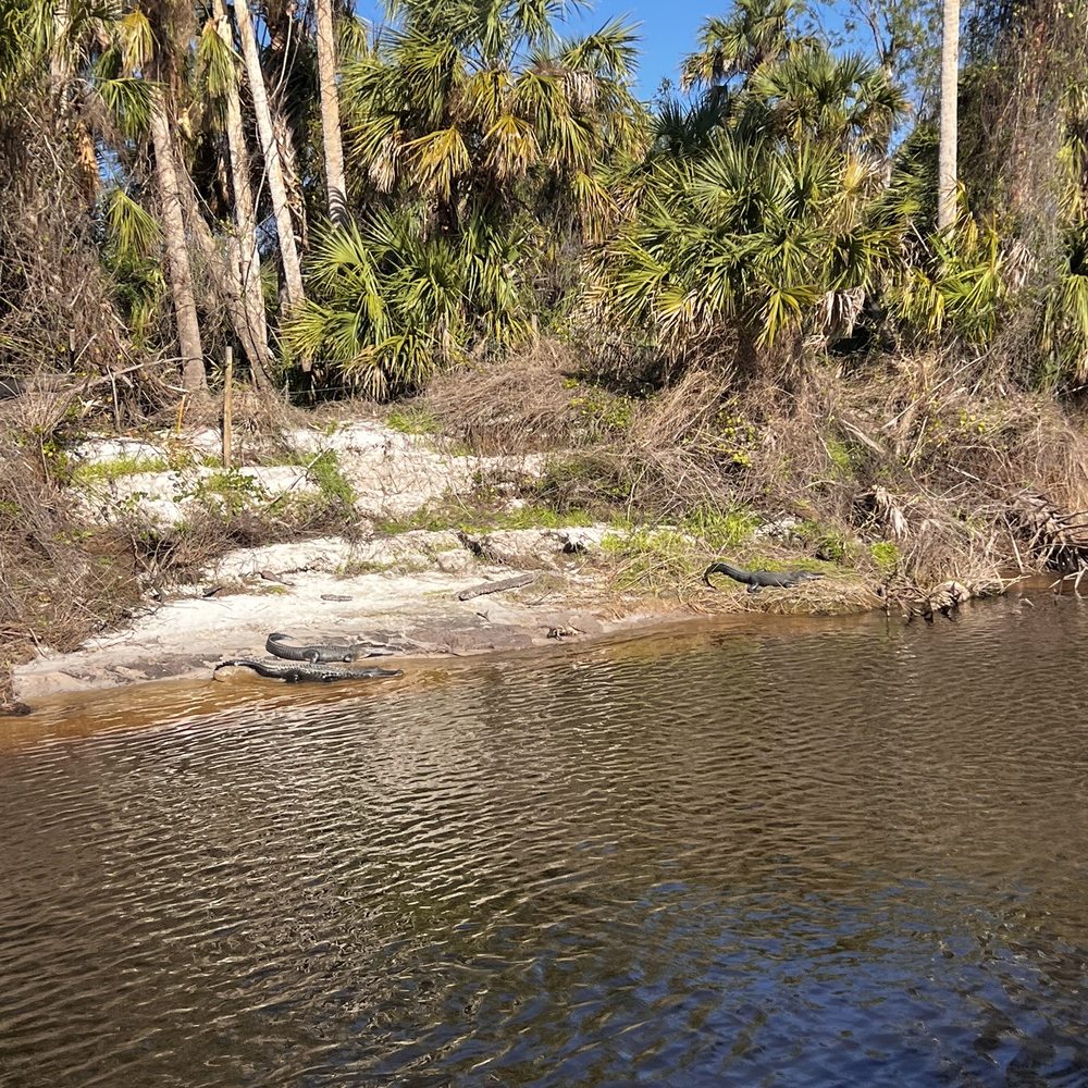 More gators. Saw over 25 More gators. Saw over 25