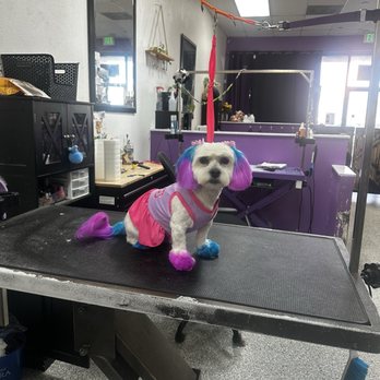Diva Dogs Grooming - Pet Groomers Near Me - Victorville, California Diva Dogs Grooming - Pet Groomers Near Me - Victorville, California