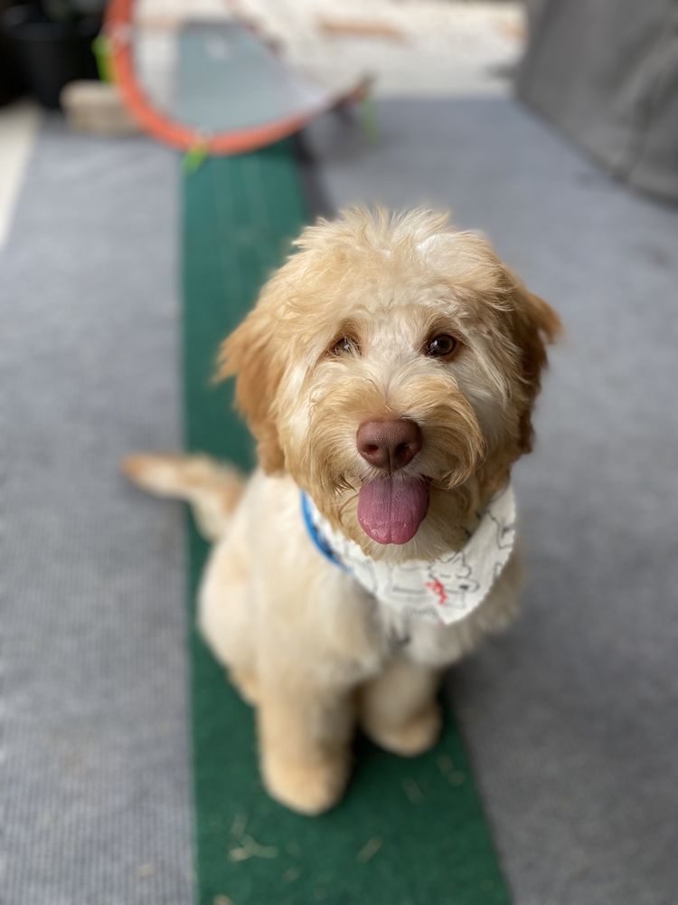 FUR FRIENDS Updated October 2024 27 Photos & 24 Reviews 5180 W