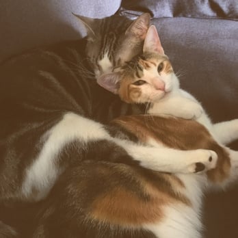 Precious Pets Almost Home - Animal Shelters Near Me