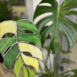 Internode Greenery & Home - Monstera stained glass class