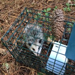 Baby possum