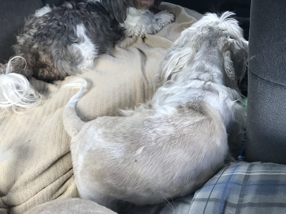 SHAGGY DOG CARE Updated September 2024 315 N Wellington St