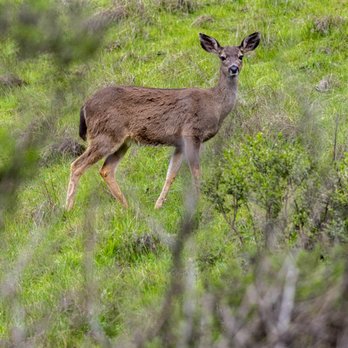 Trione-Annadel State Park - Trione-Annadel State Park - Parks Near Me - Santa Rosa, California Trione-Annadel State Park - Trione-Annadel State Park - Parks Near Me - Santa Rosa, California