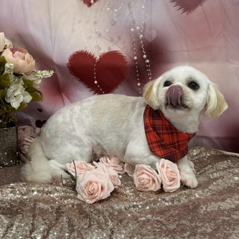 My Best Friend Dog Spa - Pet Groomers Near Me - Honolulu, Hawaii My Best Friend Dog Spa - Pet Groomers Near Me - Honolulu, Hawaii