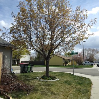 JIT Works - Tree I cut down - General Contractors Near Me