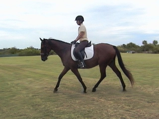 IRIDE - Indian River Institute for Dressage Equestrians Logo