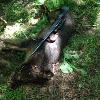 Independence Ranch - Nice boar - Wildlife Hunting Ranges Near Me - Waelder, Texas