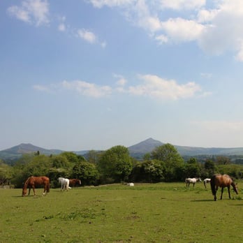 Killegar Stables - The View - Horseback Riding Near Me - Enniskerry, WW