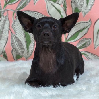 Danielle Spires Photography - Pet Photography Near Me - Los Angeles, California