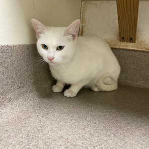 FRIENDS OF UPLAND ANIMAL SHELTER - 35 Photos & 43 Reviews - 1275 San