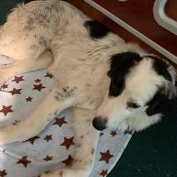 Gypsy after enjoying a walk!