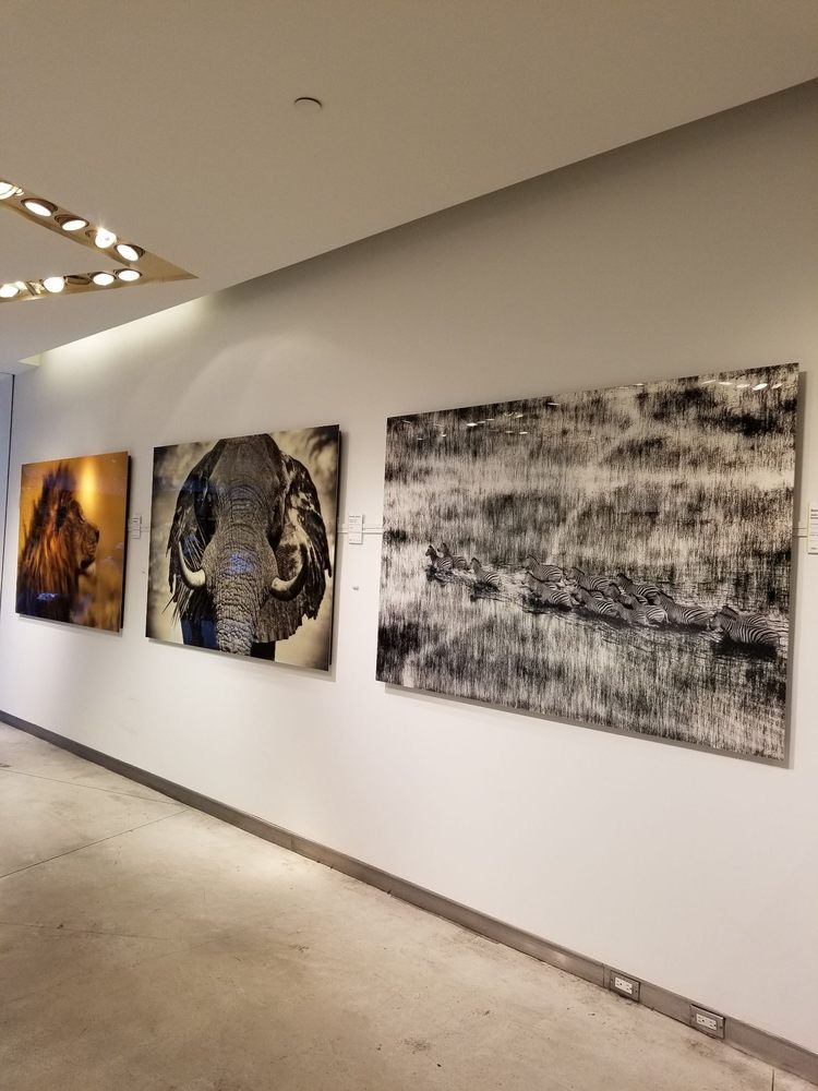 National Geographic Fine Art Galleries, New York Roadtrippers