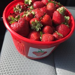 Cody Strawberry Farm - My fresh berries