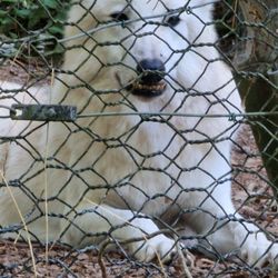 Wolfspark - Polarwolf