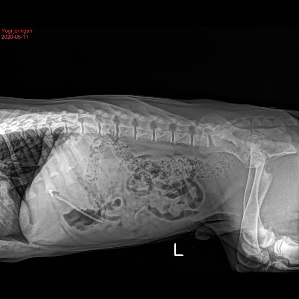 Riverview Animal Hospital - The x-ray! - Veterinarians Near Me - Durango, Colorado Riverview Animal Hospital - The x-ray! - Veterinarians Near Me - Durango, Colorado