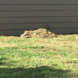 Dead grass I had to rake and dispose of myself.