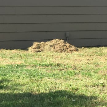 Bexley Anderson Mill - Dead grass I had to rake and dispose of myself. - Apartments Near Me - Austin, Texas