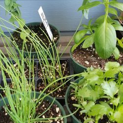 Herb Farmacy - Chives, scallions, cilantro, basil and oregano