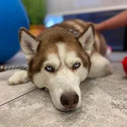 Zen Den Animal Wellness and Rehabilitation - Miko getting Manual Therapy