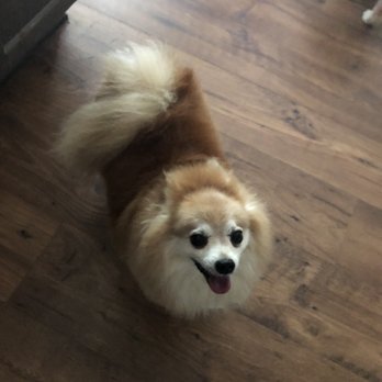 Fur Persons - Missey, the PomChi! Lindsey at Fur Persons is her groomer! She is the best! - Pet Sitting Near Me - Lebanon, Tennessee