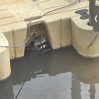 Unhitched Wheeler Lake - Unleashed dogs attack and fatally wound raccoon by children's playground - RV Parks Near Me - Hillsboro, Alabama Unhitched Wheeler Lake - Unleashed dogs attack and fatally wound raccoon by children's playground - RV Parks Near Me - Hillsboro, Alabama