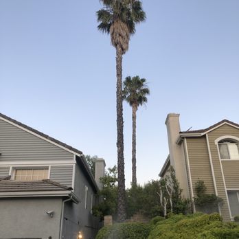Trees N Scapes Unlimited - Before - Tree Services Near Me Trees N Scapes Unlimited - Before - Tree Services Near Me