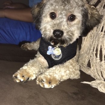 Pawsitively Perfect - Pet Groomers Near Me - Lemon Grove, California Pawsitively Perfect - Pet Groomers Near Me - Lemon Grove, California