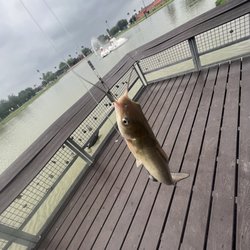 Town Lake at Firemen's Park - Fish