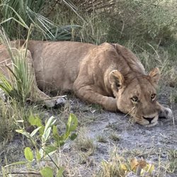 Mann Travels - Park Road - Lion laying in the grass