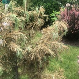They do not warranty TREES that DIE in a WEEKS TIME...!!!!!! YES WE WATERED THEM SEVERAL TIMES ...!!!!!!