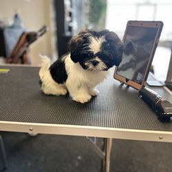 Bougie Pup Salon & Daycare